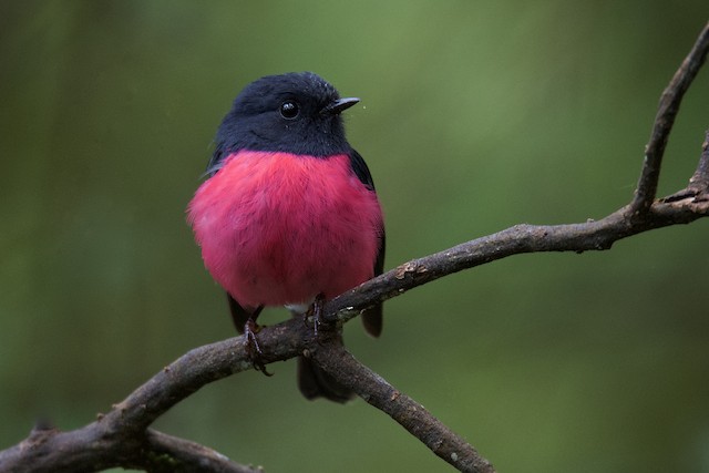 Pink Robin - eBird