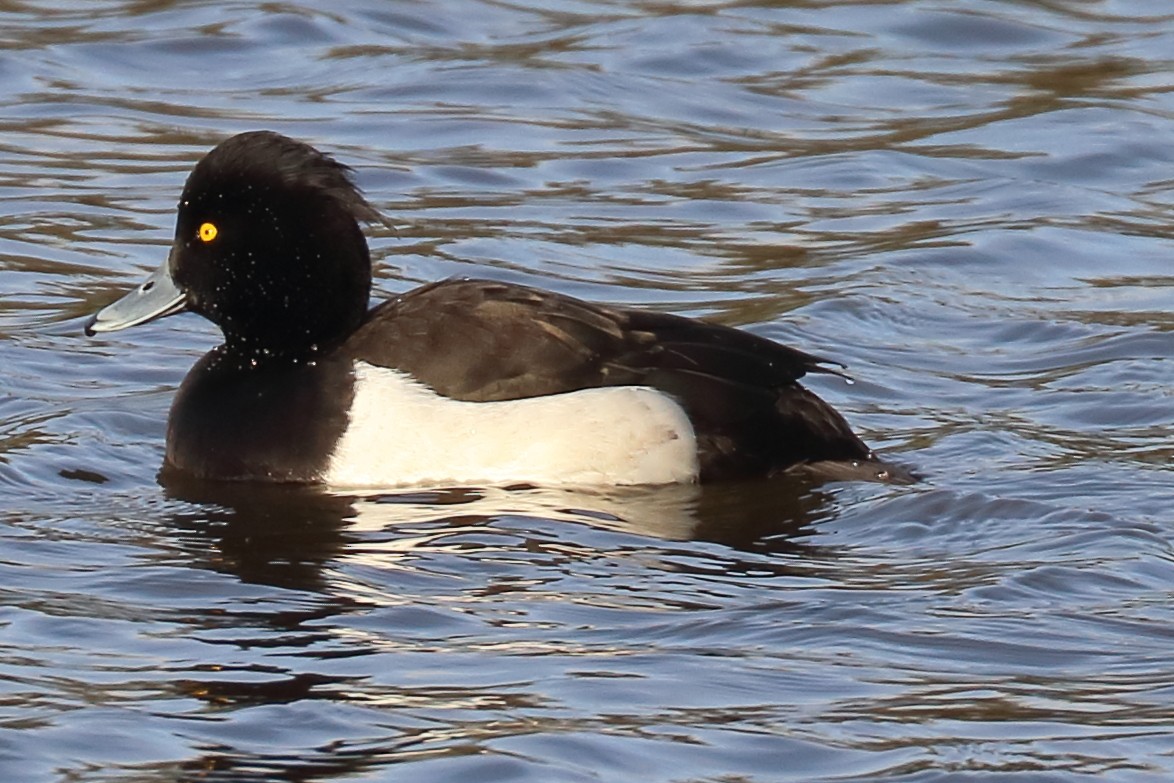 Tufted Duck - ML394549951