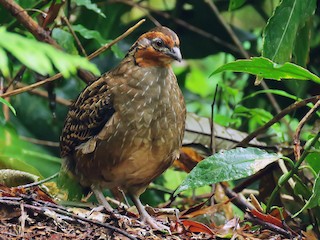  - Singing Quail