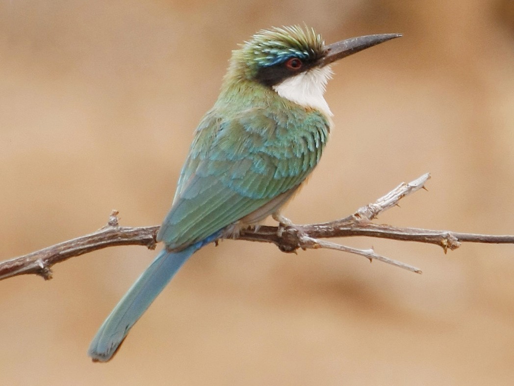 Somali Bee-eater - David Beadle