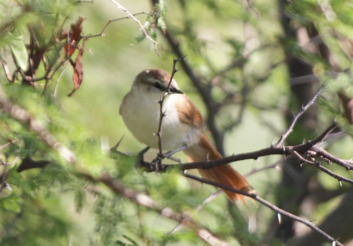Yellow-chinned Spinetail - ML394561381