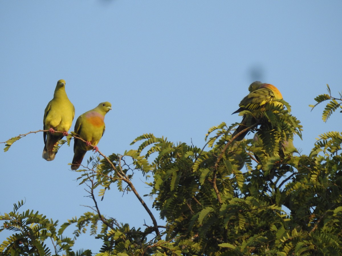 Orange-breasted Green-Pigeon - Raju Kidoor
