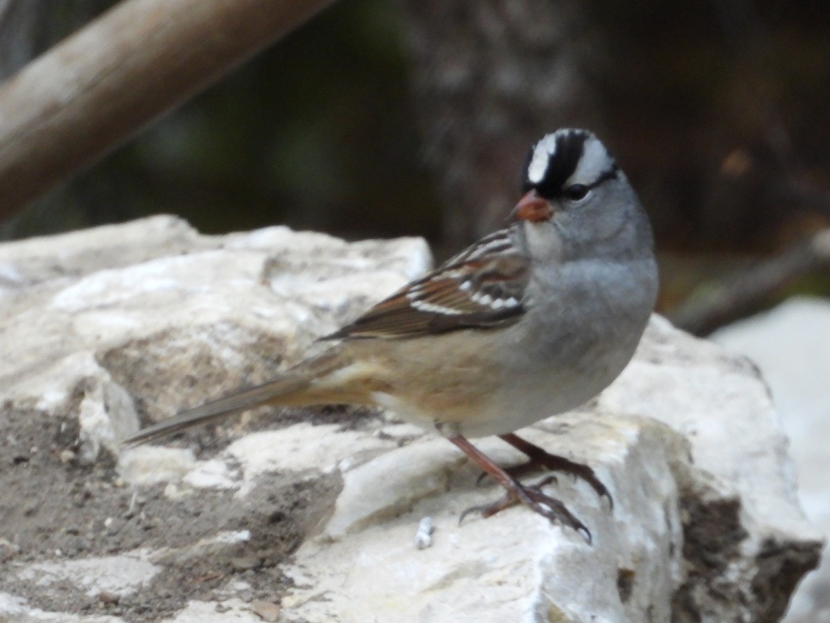 White-crowned Sparrow - ML394564391