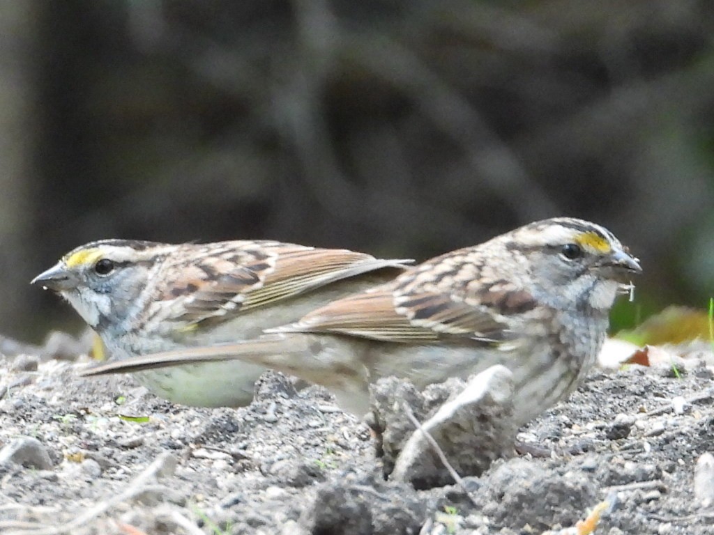 White-throated Sparrow - ML394564451