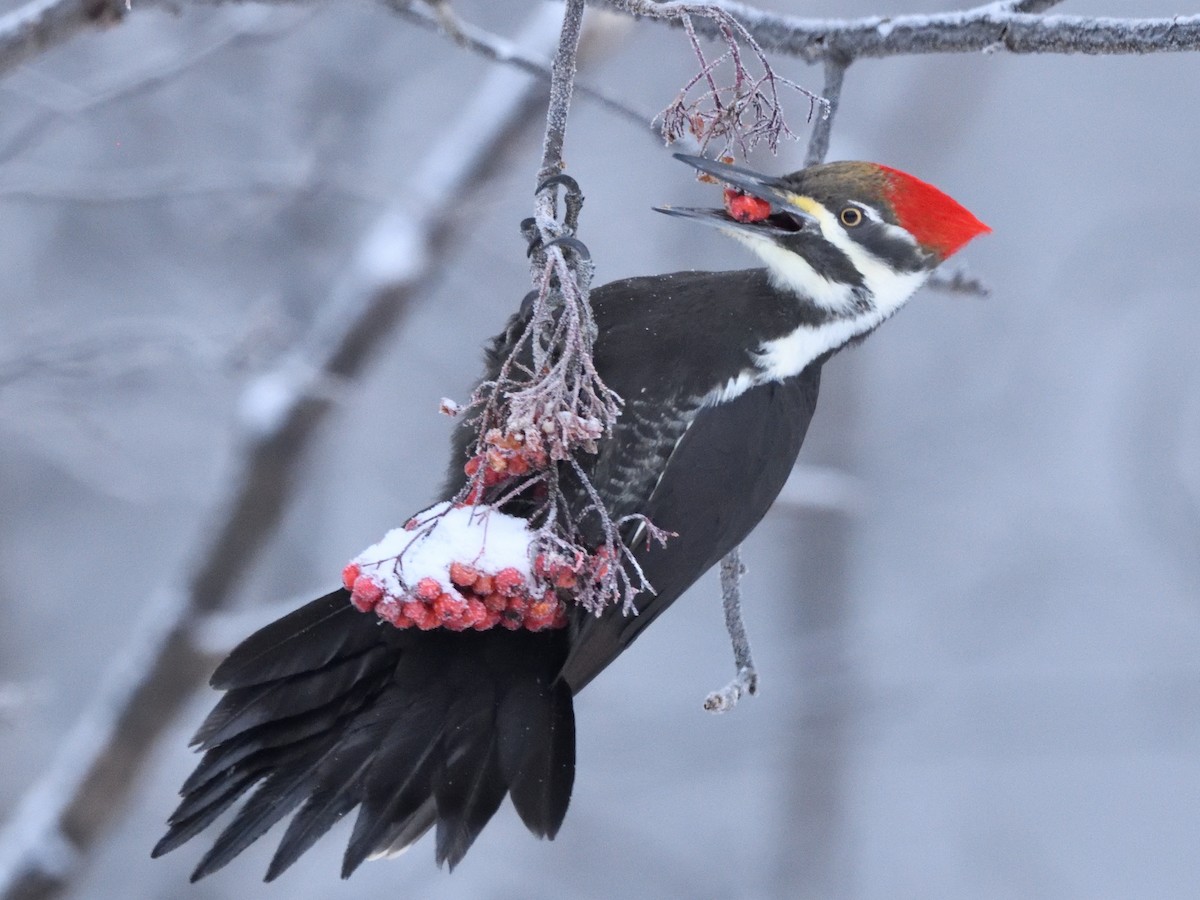 Pileated Woodpecker - Yves Darveau