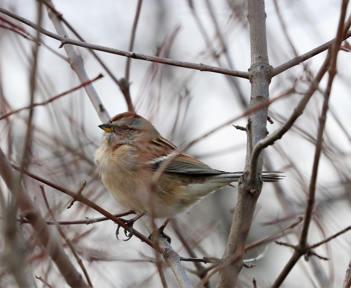American Tree Sparrow - Deborah Edwards-Onoro