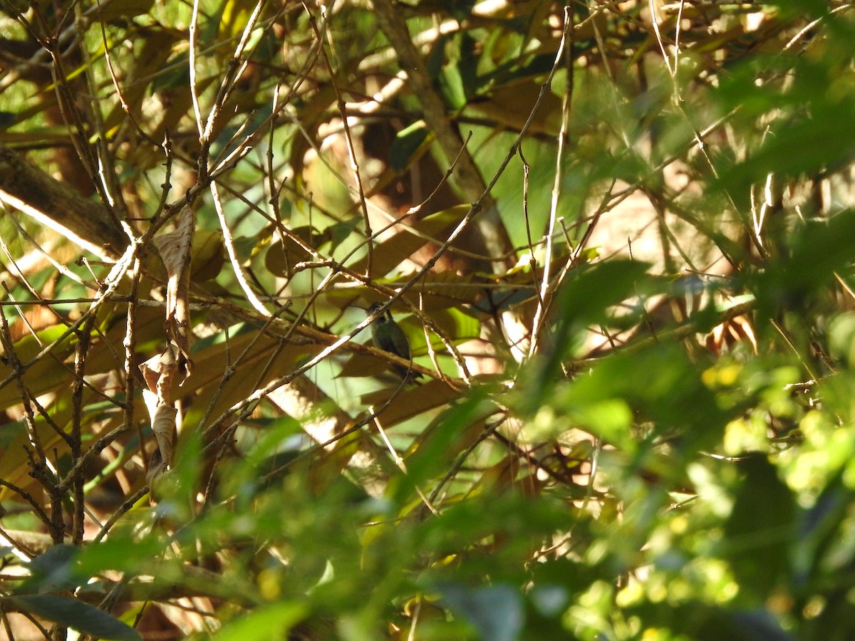 White-eared Hummingbird - ML394577431