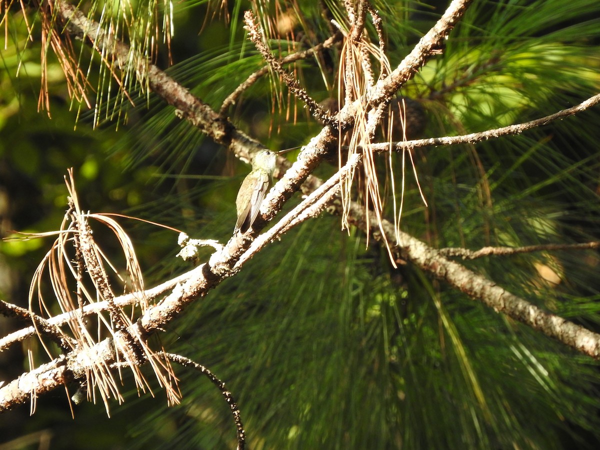 Azure-crowned Hummingbird - ML394577501
