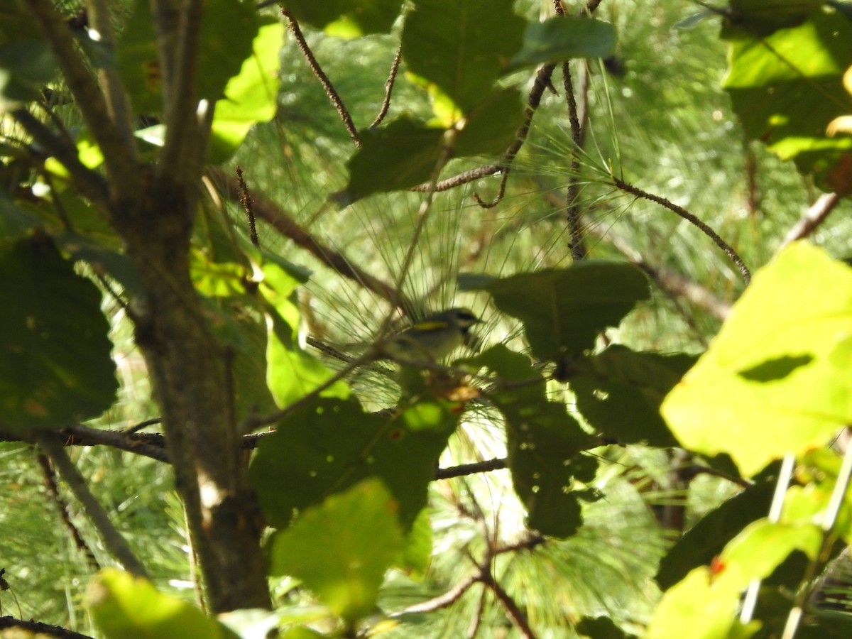 Golden-winged Warbler - ML394578441