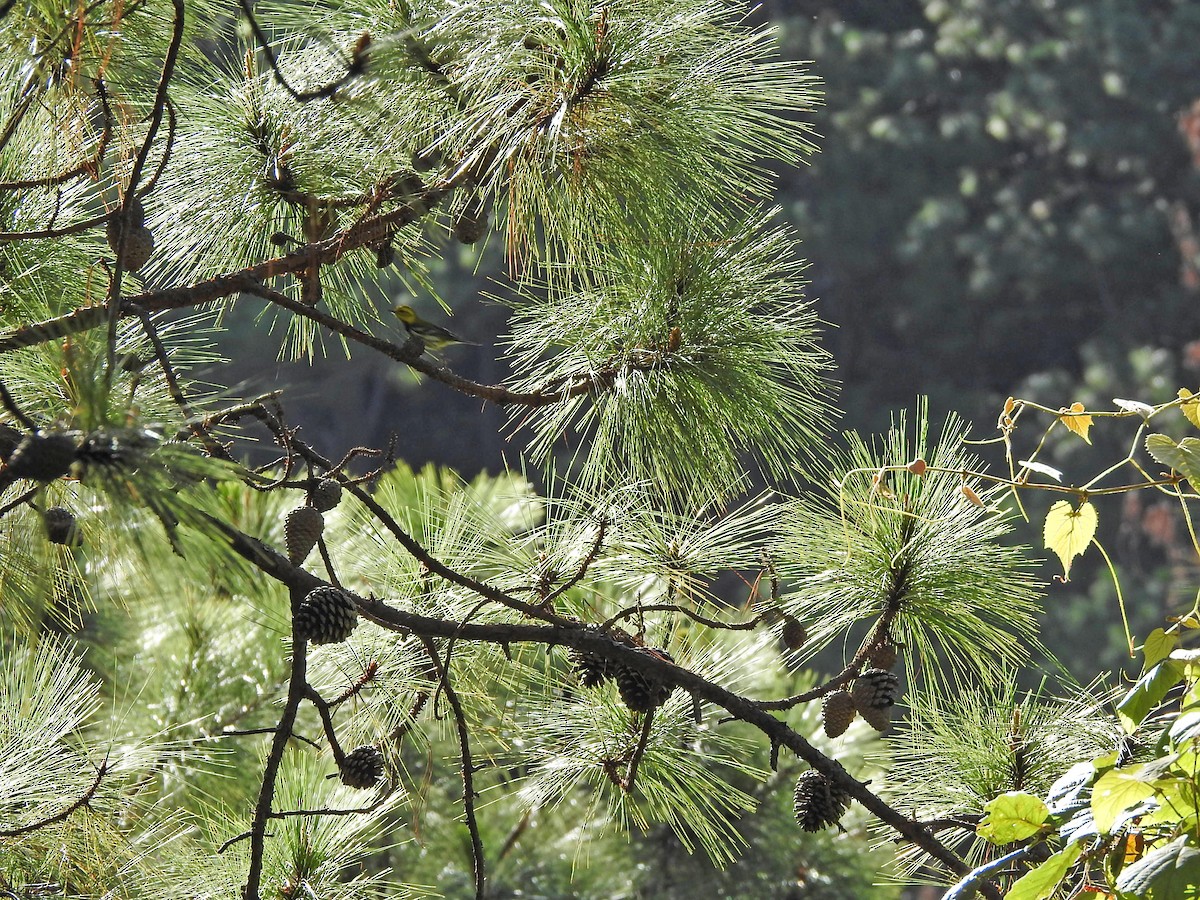 Black-throated Green Warbler - ML394578531