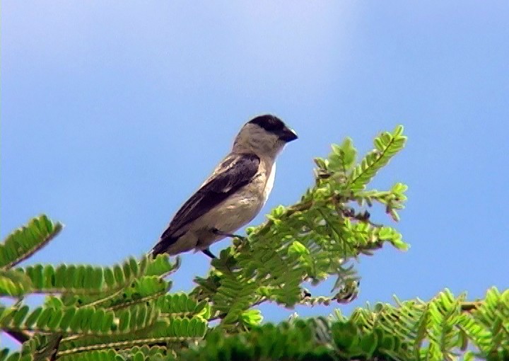 Pearly-bellied Seedeater - ML394587211
