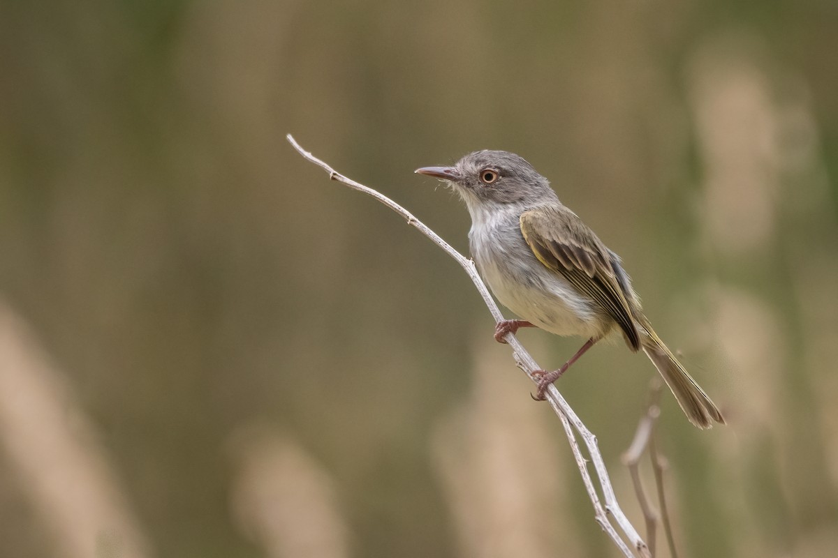 Pearly-vented Tody-Tyrant - ML394593851