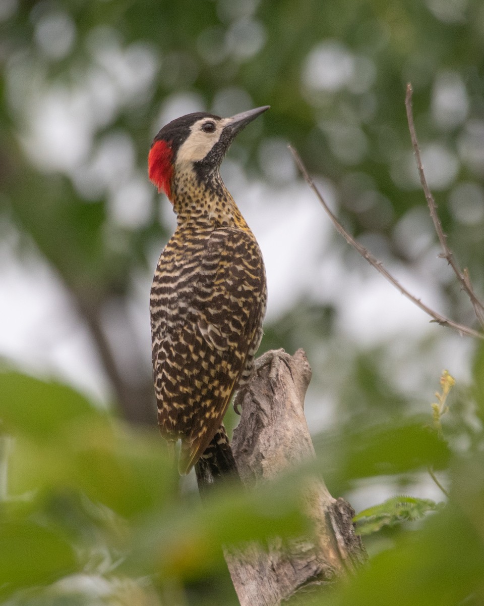 Green-barred Woodpecker - ML394593871
