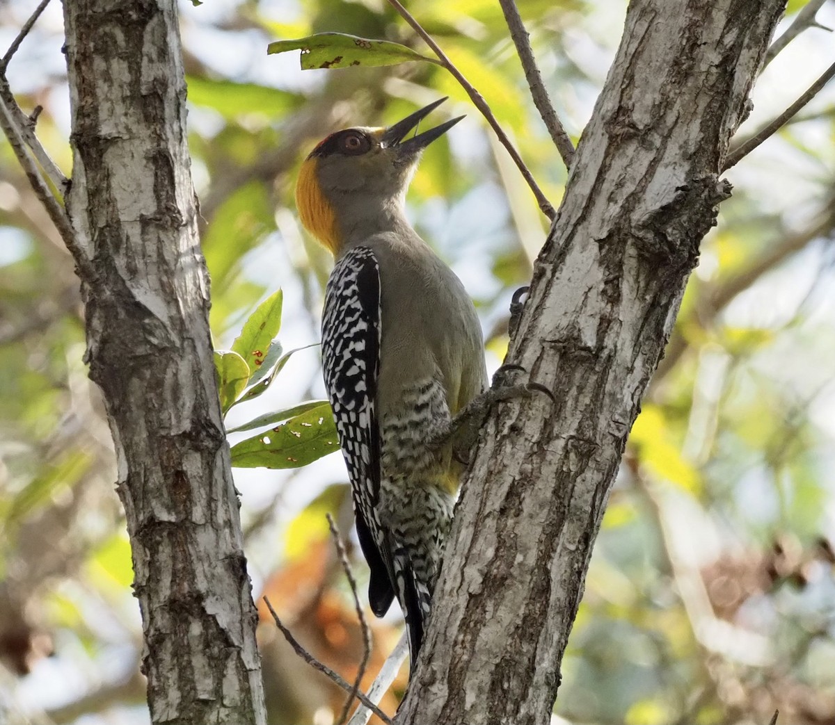 Golden-cheeked Woodpecker - Yve Morrell