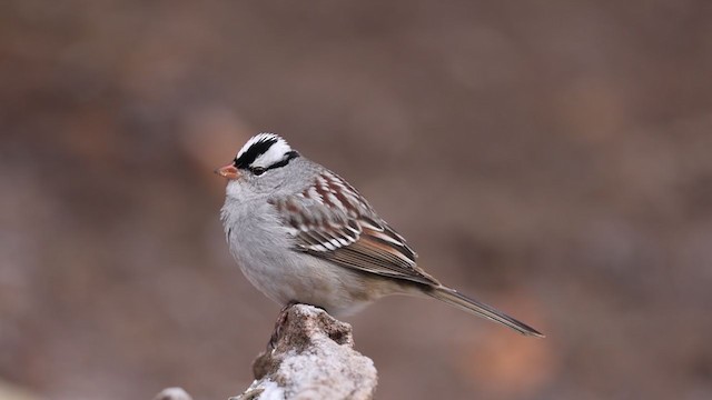White-crowned Sparrow - ML394596291
