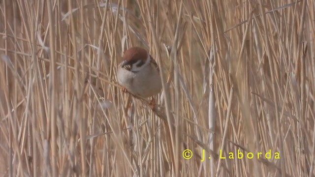 Eurasian Tree Sparrow - ML394597861