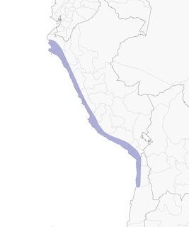 Distribution of the Tschudi's Nightjar - Range Map