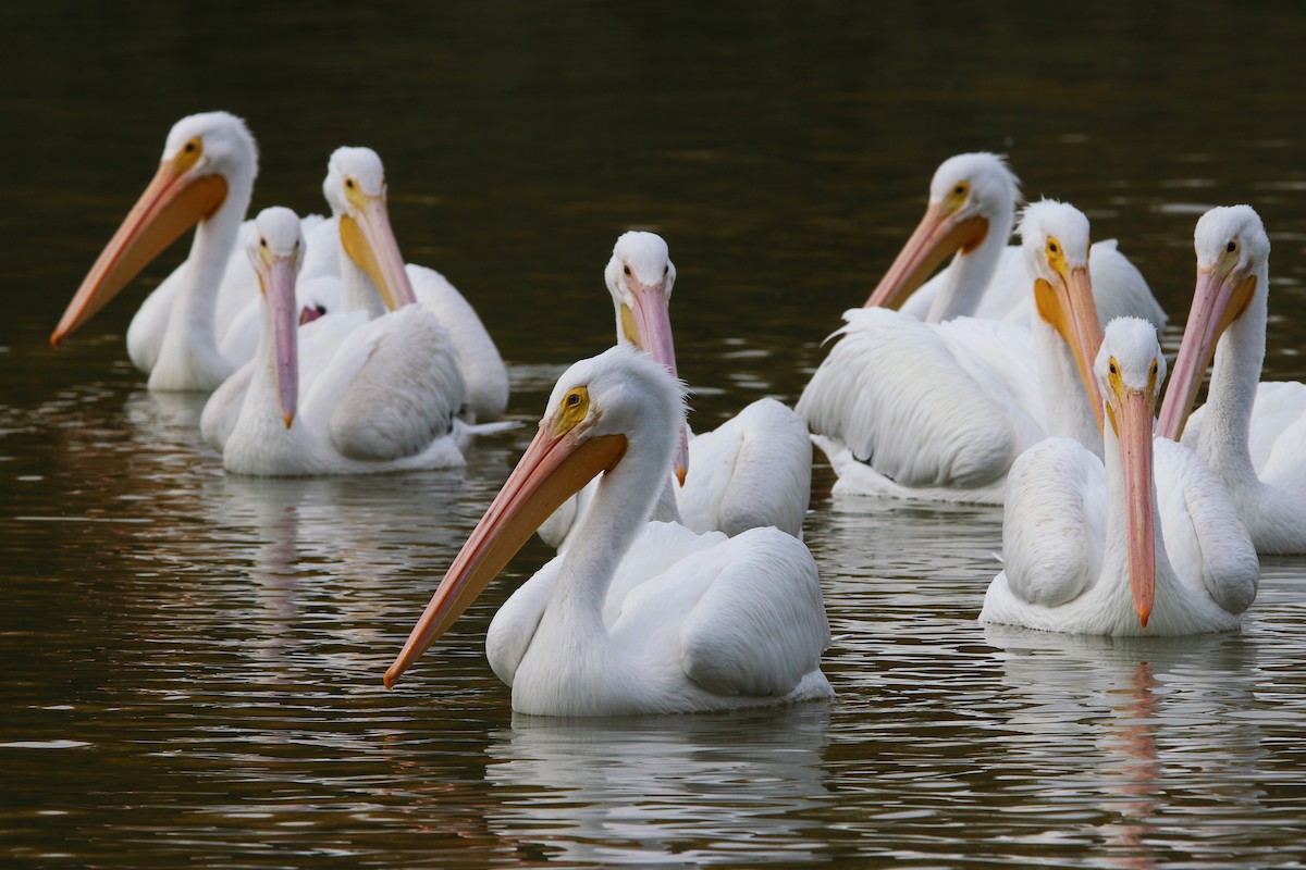 American White Pelican - Turga Ganapathy