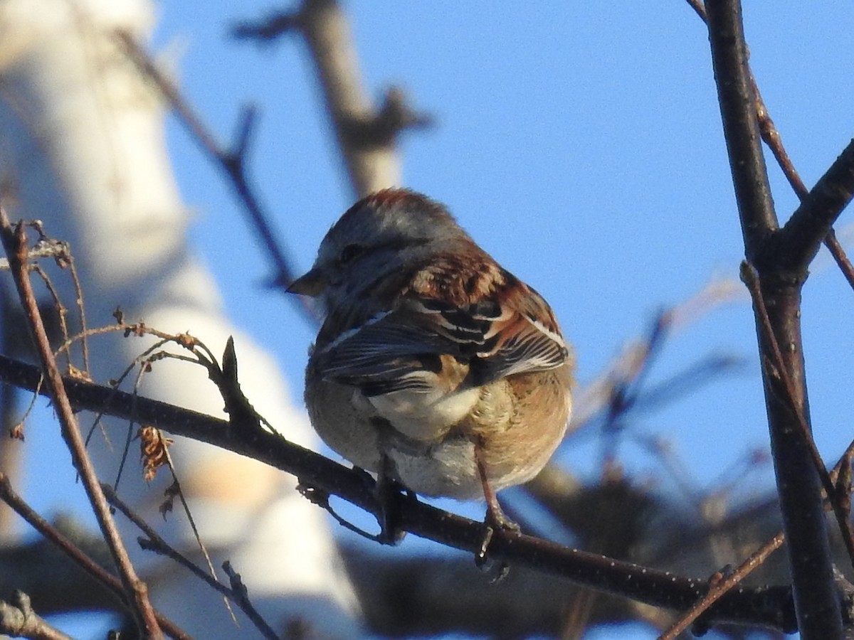 American Tree Sparrow - ML394608401