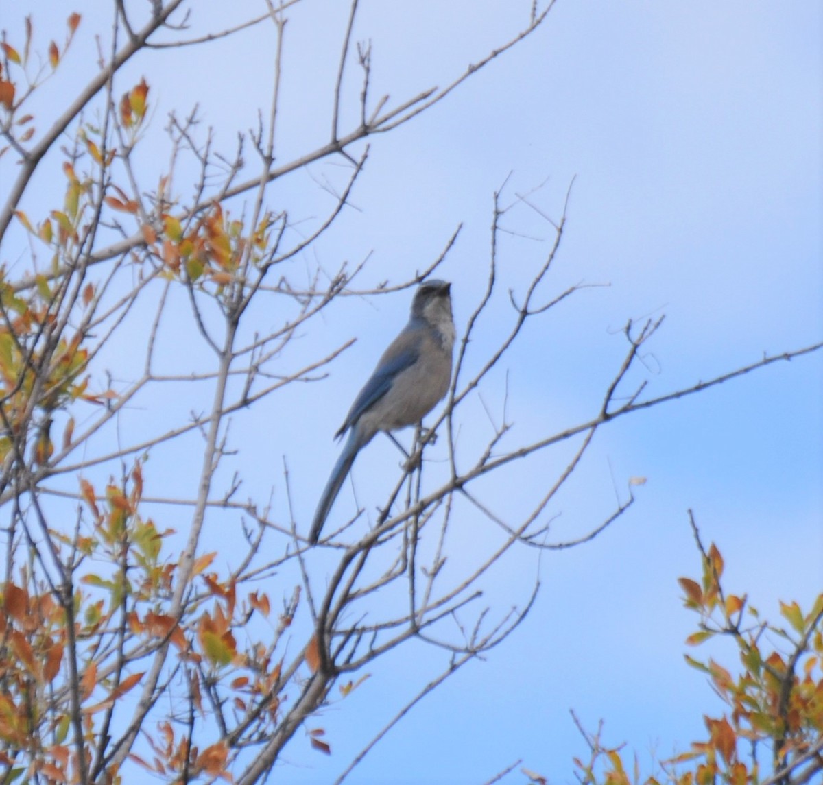 Woodhouse's Scrub-Jay - Nate Peterson
