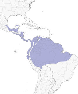 Distribution of the Blue-gray Tanager - Range Map
