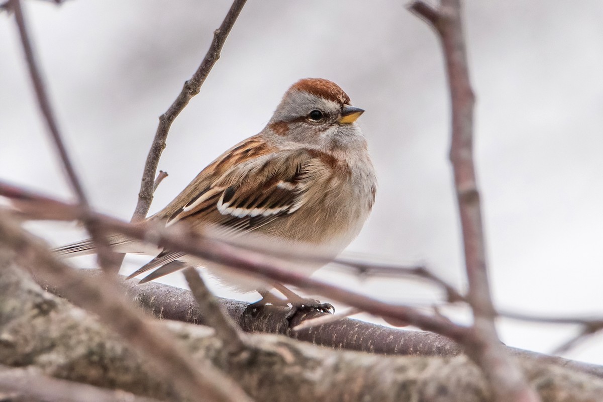 American Tree Sparrow - Sue Barth