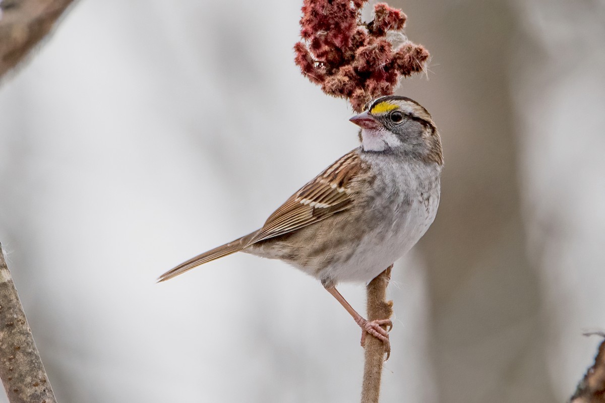 White-throated Sparrow - ML394618321