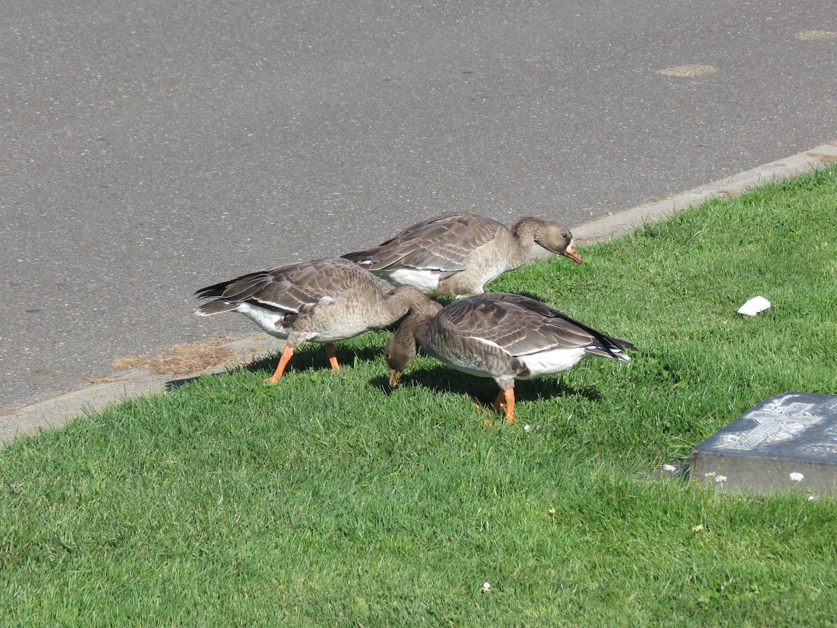 Greater White-fronted Goose - ML394618671