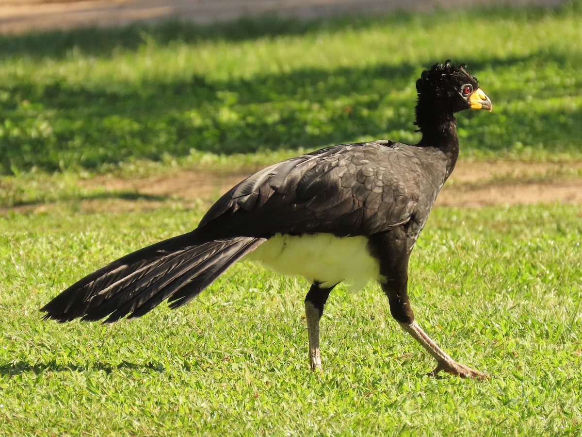 Bare-faced Curassow - ML394628871