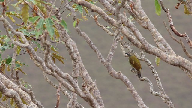 Golden-olive Woodpecker - ML394639211