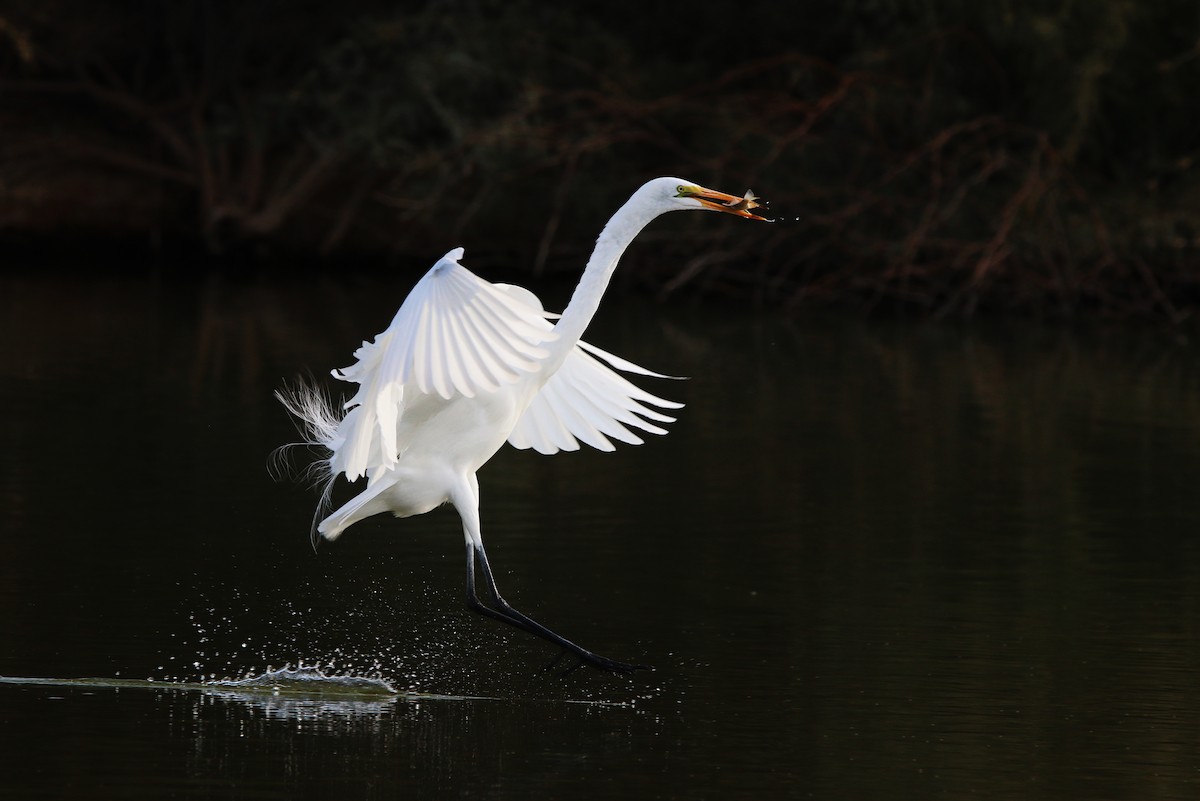 Great Egret - Turga Ganapathy