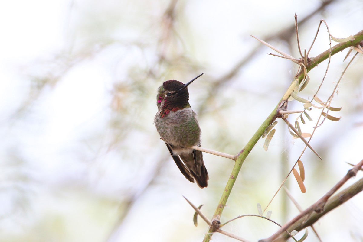 Anna's Hummingbird - ML394639511
