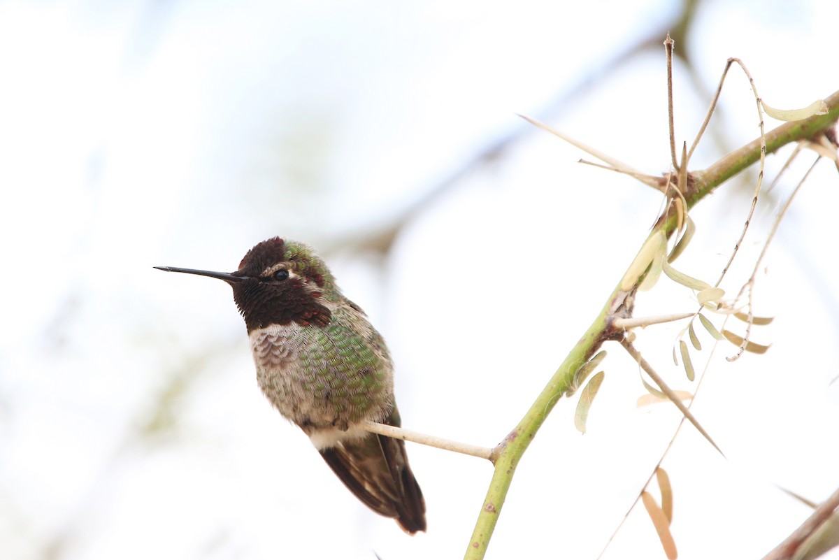Anna's Hummingbird - Turga Ganapathy