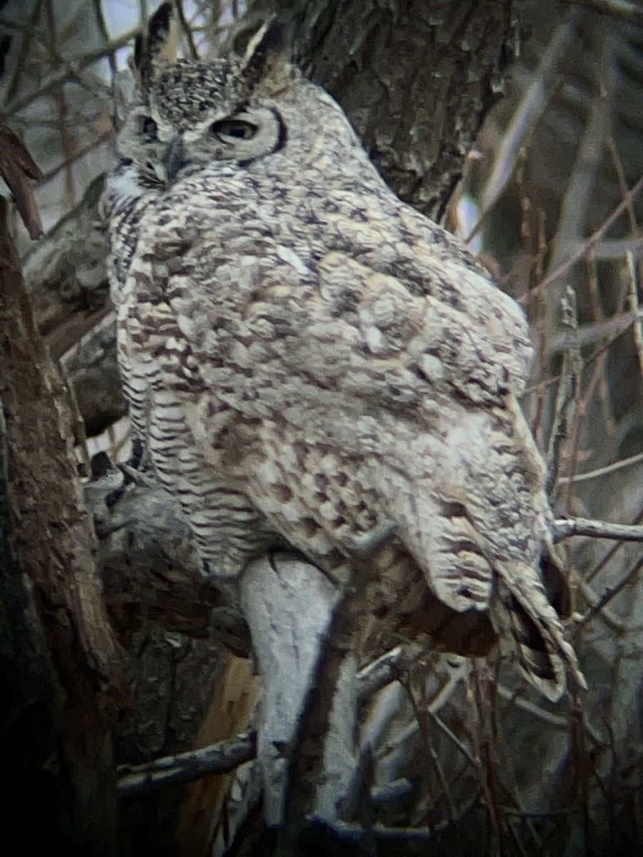 Great Horned Owl - ML394641361