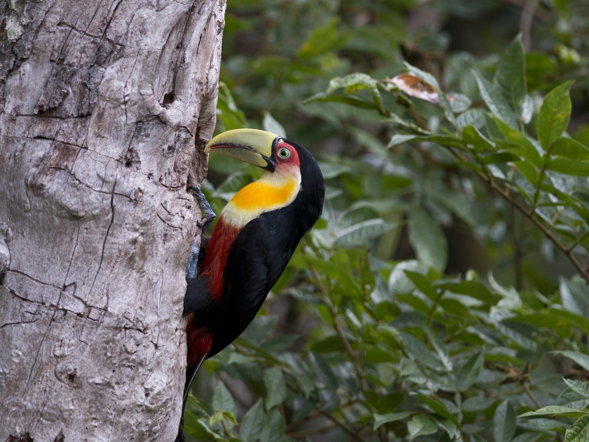 Red-breasted Toucan - ML39464201