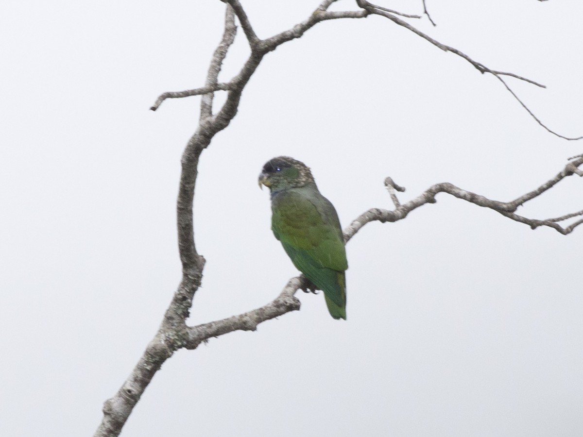 Scaly-headed Parrot - ML39464241