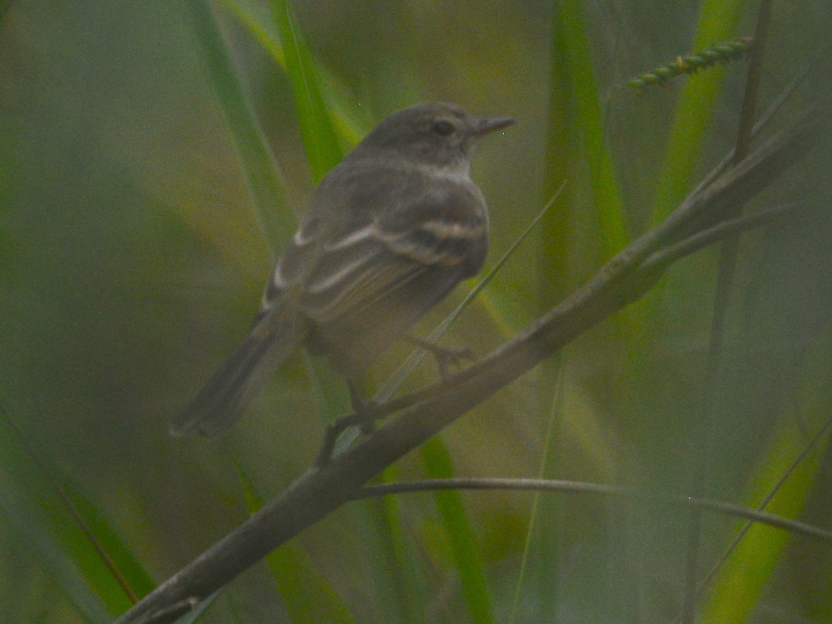 Southern Mouse-colored Tyrannulet - ML39464471