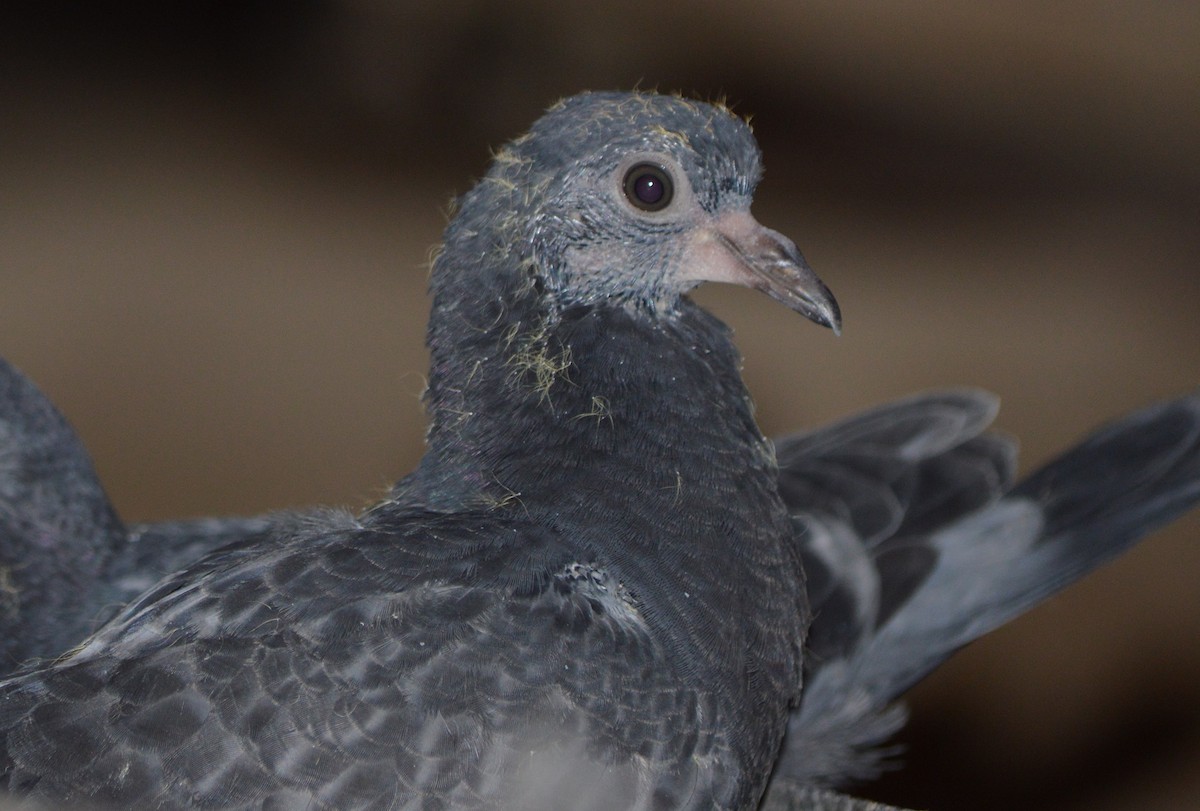 Rock Pigeon (Feral Pigeon) - ML394646831