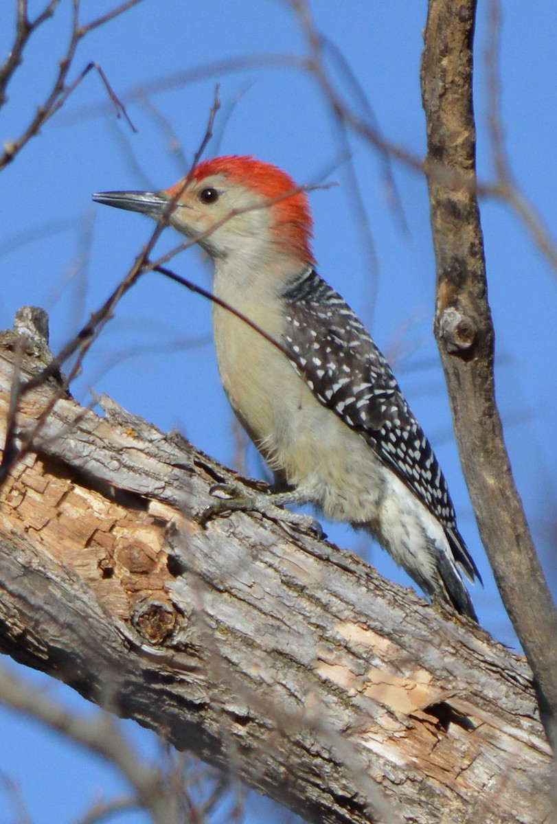 Red-bellied Woodpecker - ML394647031