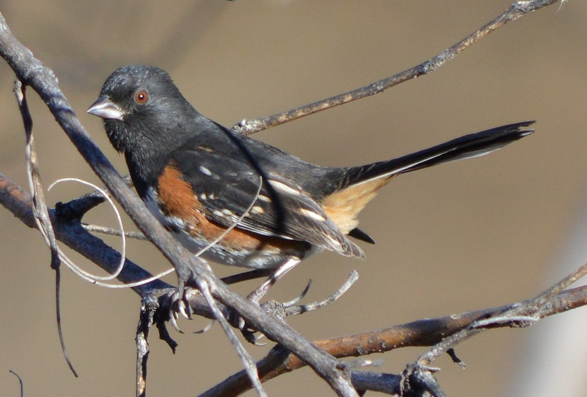 Spotted Towhee - ML394647641
