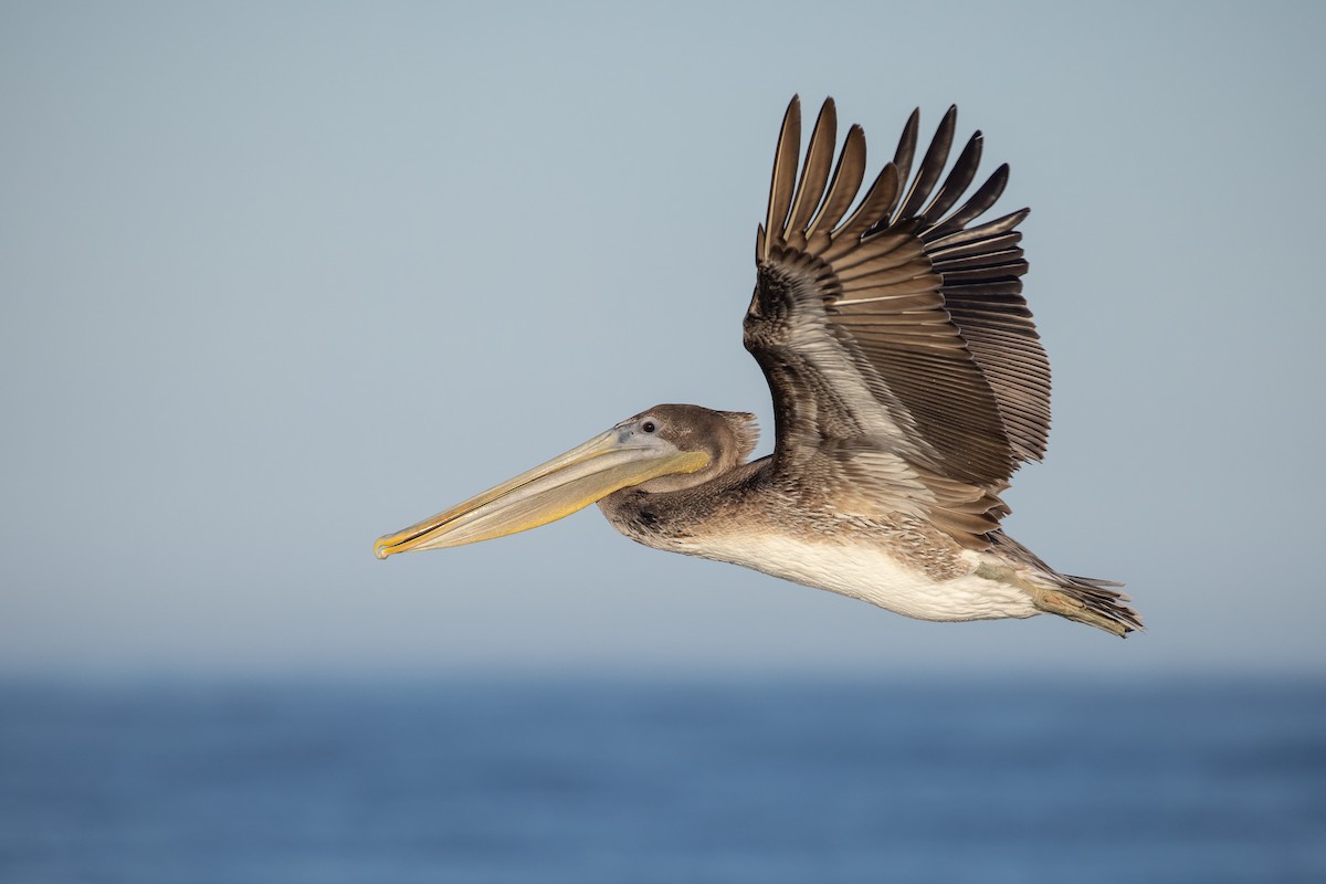 Kahverengi Pelikan (californicus) - ML394656501