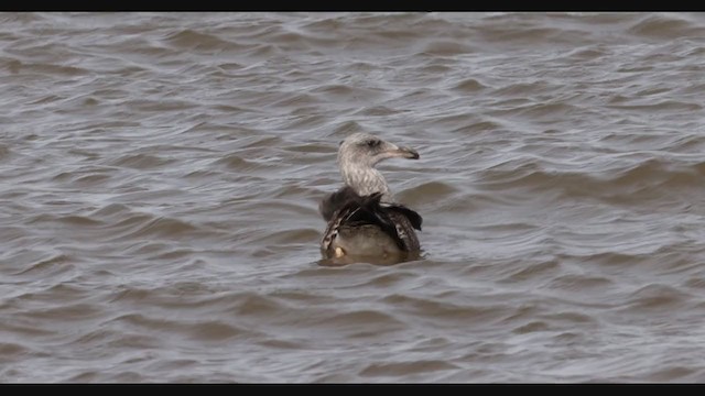 Yellow-footed Gull - ML394665471