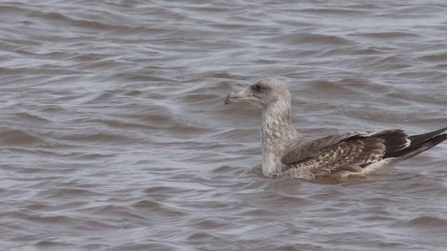 Yellow-footed Gull - ML394667431