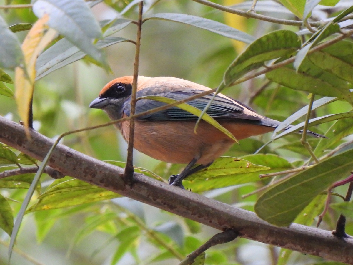 Burnished-buff Tanager (Rufous-crowned) - ML394668001