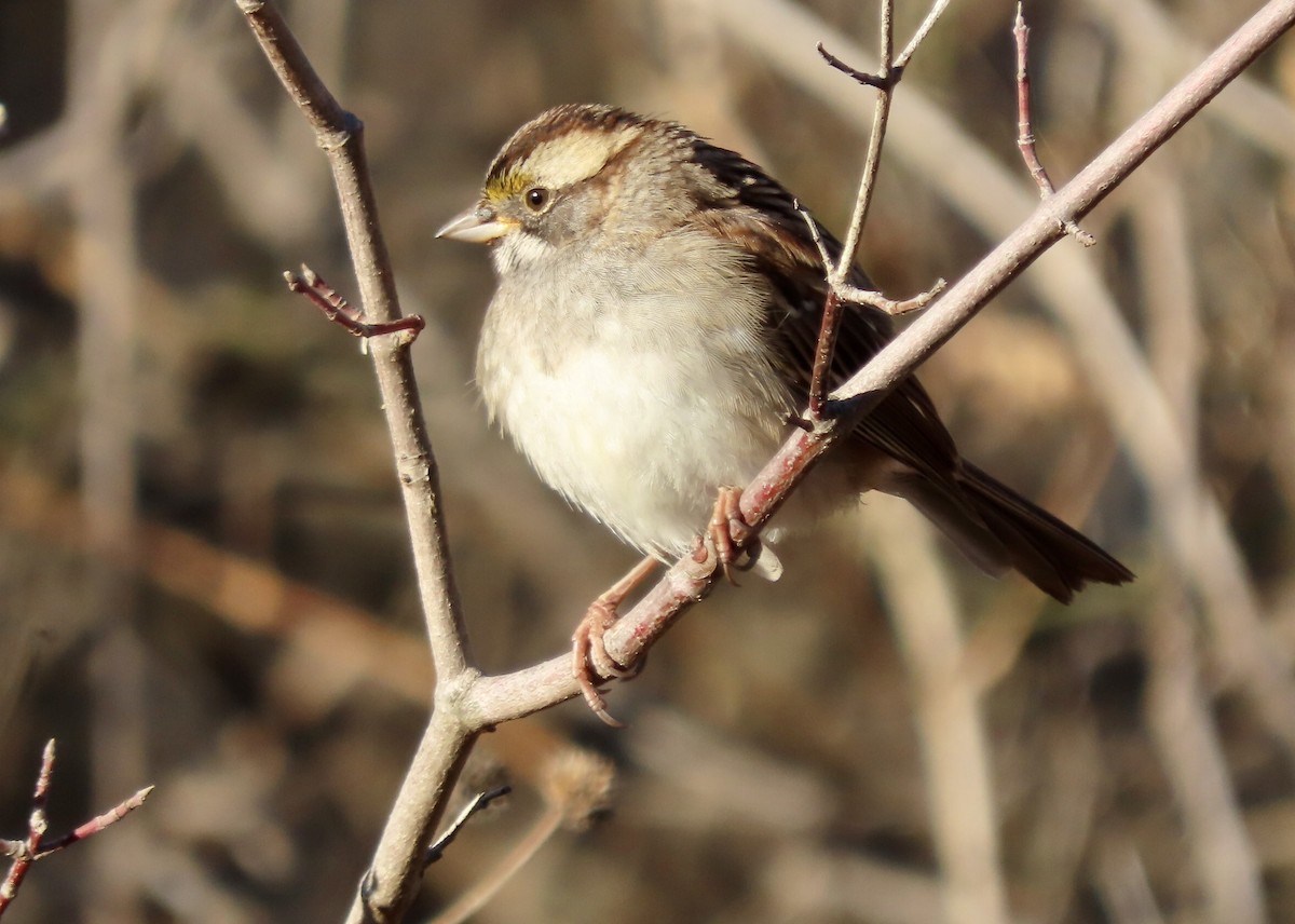 White-throated Sparrow - ML394673881