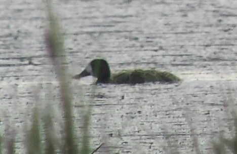 Greater Scaup - ML39468141