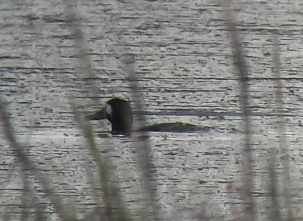Greater Scaup - ML39468261