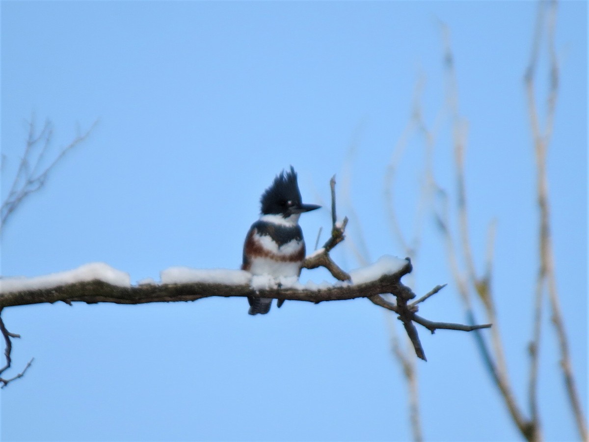 Belted Kingfisher - ML394683521