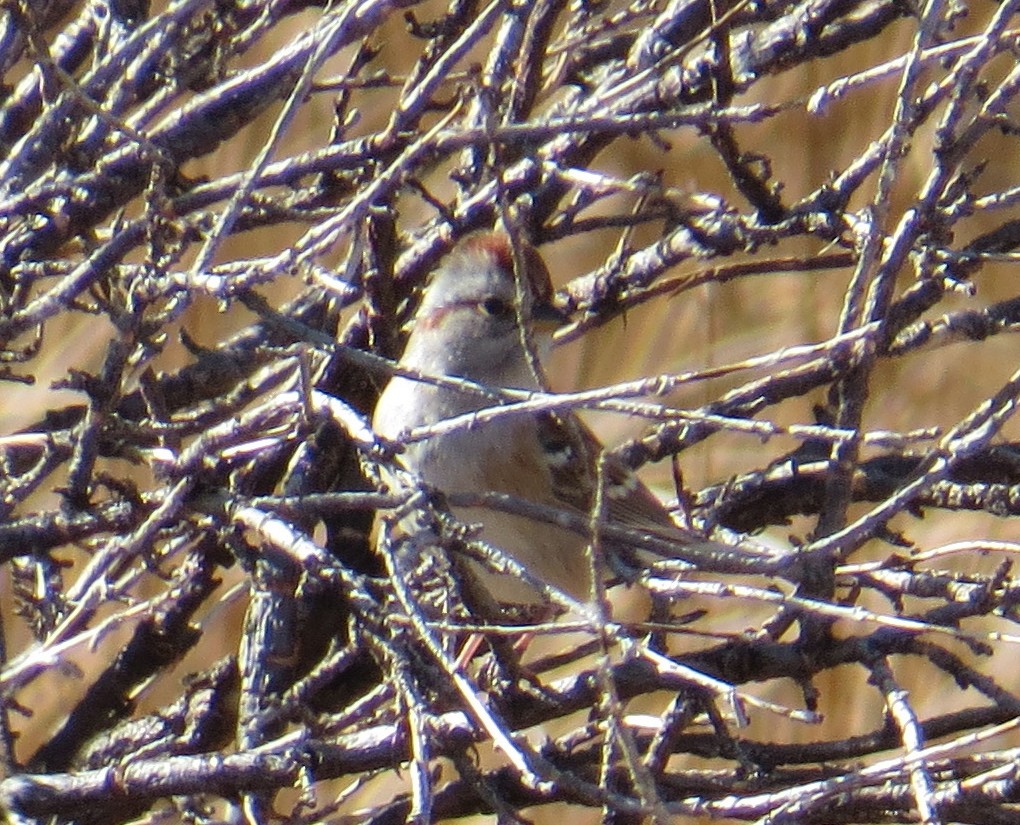 American Tree Sparrow - ML39468361