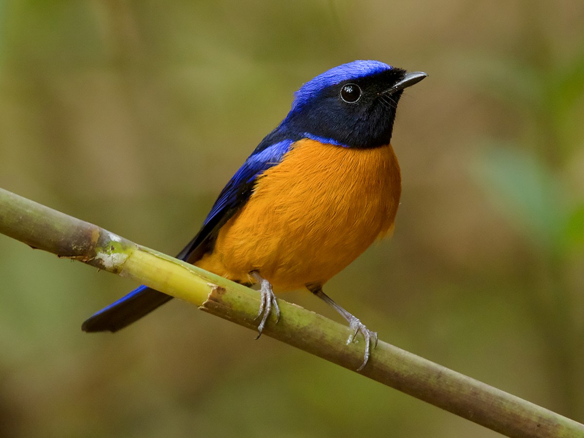 Rufous-bellied Niltava - eBird